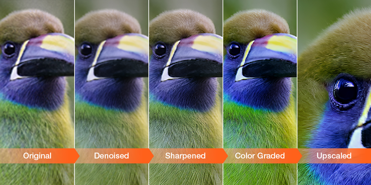Photo of birdie using AI enhancements