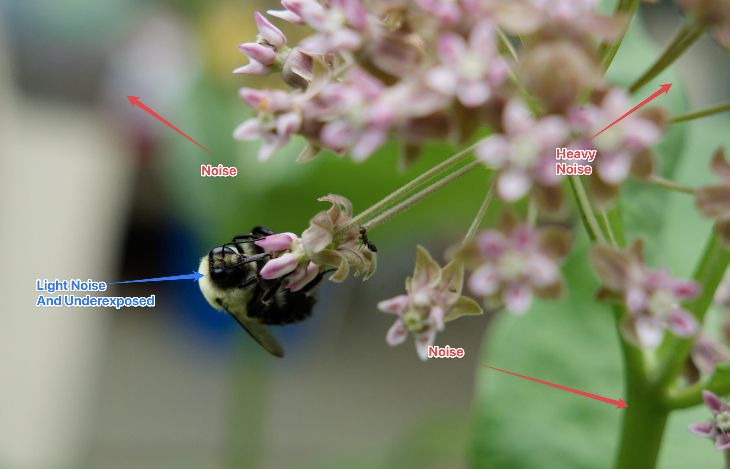 A photograph of a bumblebee on a flower, wiht arrows indicating image issues. 