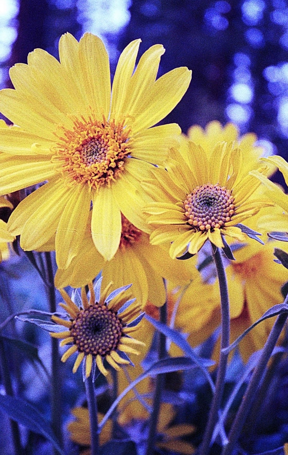 A group of yellow flowers. 