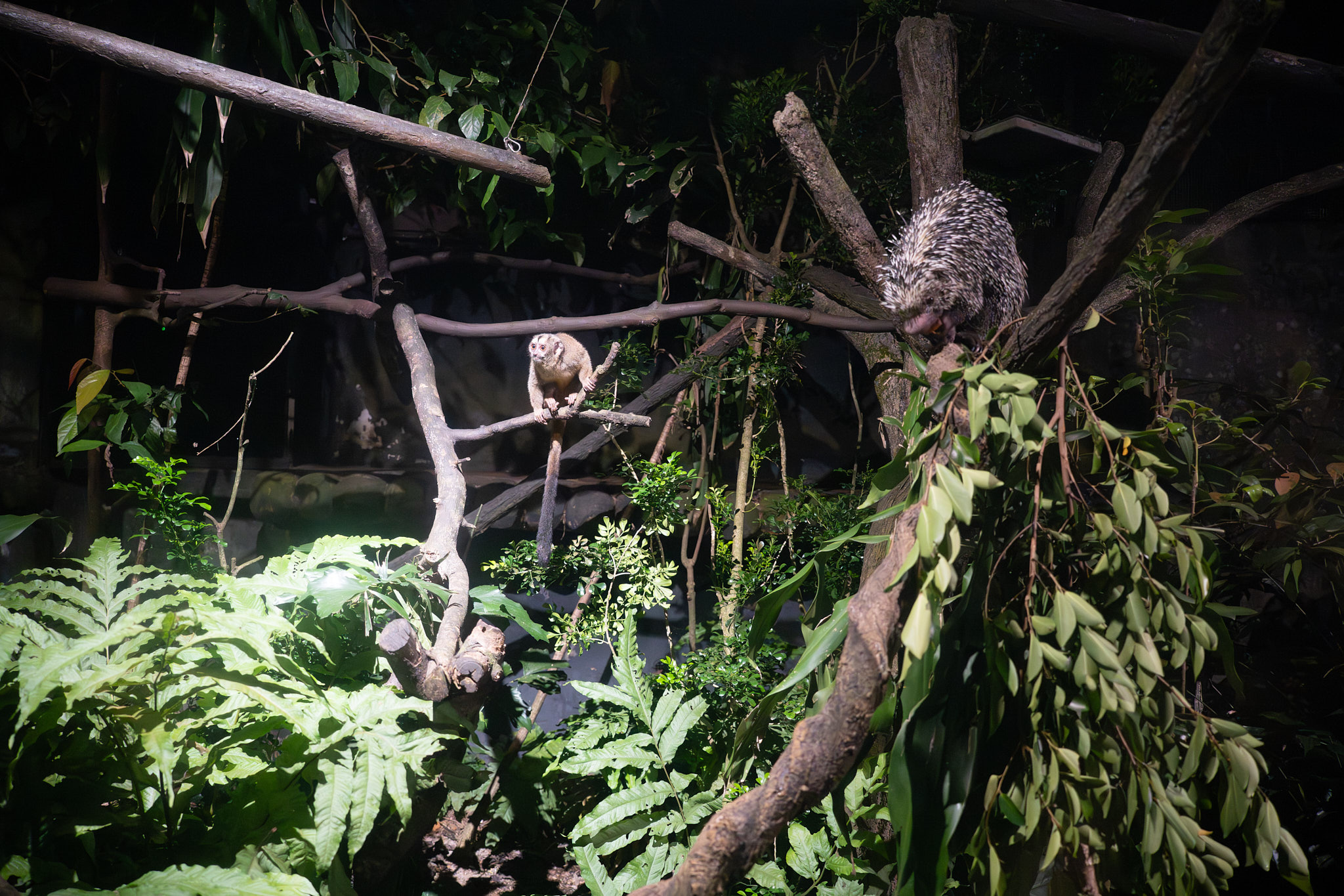 A porcupine and a monkey hanging out in a zoo.