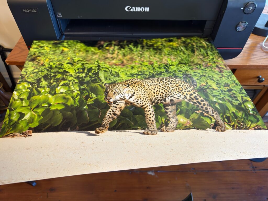A print of a jaguar with green foliage behind it, coming out of a Canon printer.
